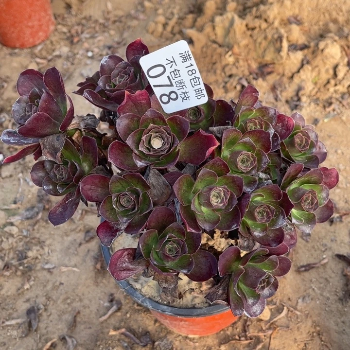 078魅金玫瑰不太圆2