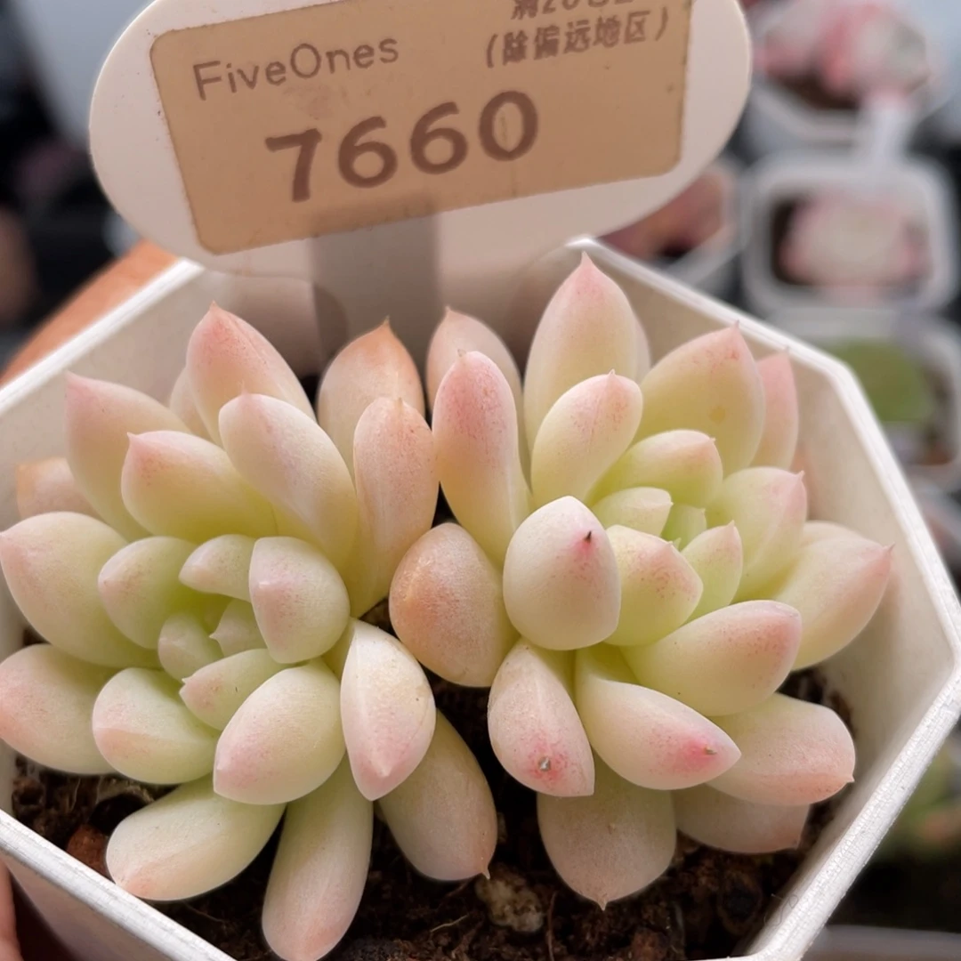 白雪7660-6.5厘米