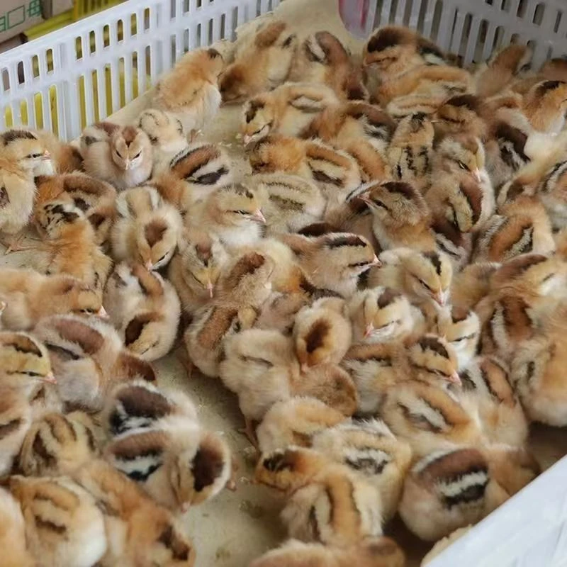 宠物鸡长尾鸡土鸡青脚活体顺丰包邮