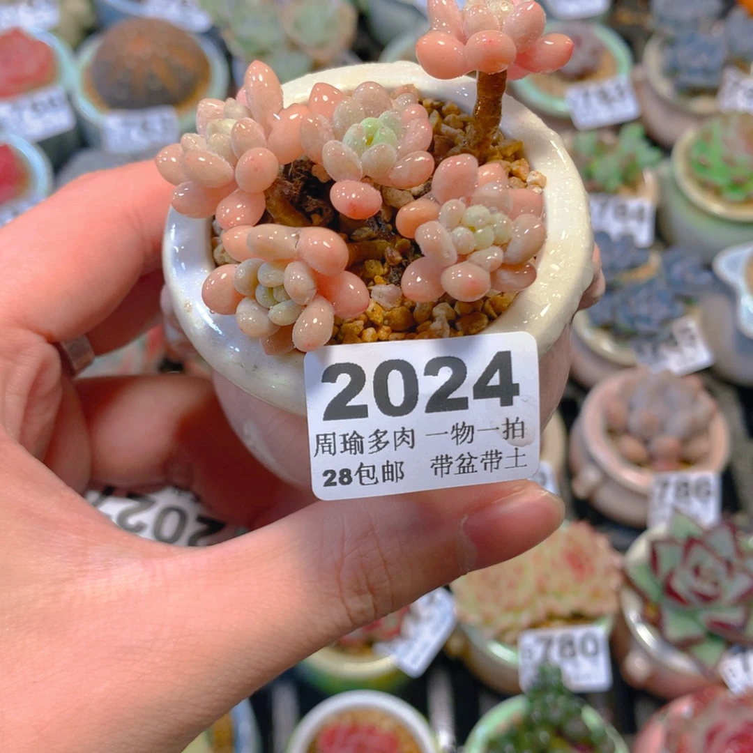 5厘米盆精控多肉2024
