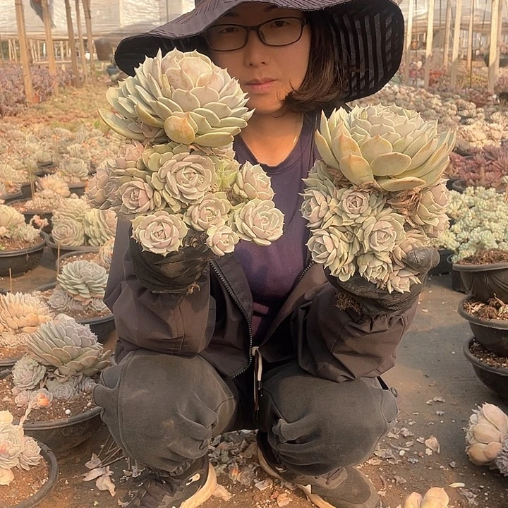 好多头的露娜莲20.8米香水量拍多肉