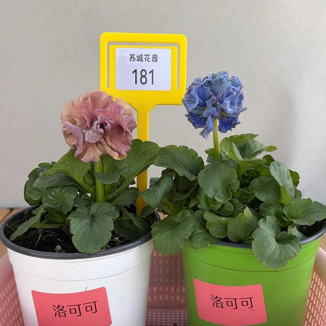 大部分开放少量花苞181