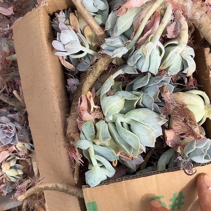 哈里5号10.88多肉植物断枝