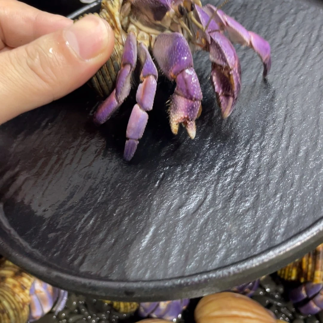 寄居蟹，寄居蟹，寄居蟹