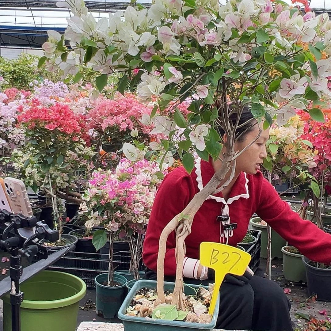 双****大部分花苞少量开放B27漳红樱