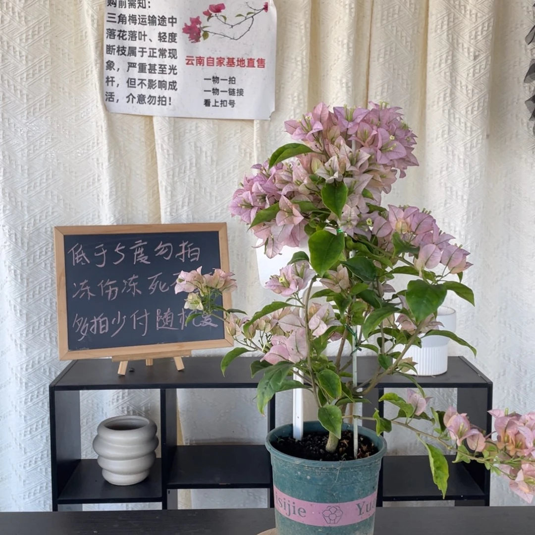 大量花朵（建议范围：8朵-15朵 或40%以上）丽娜A14