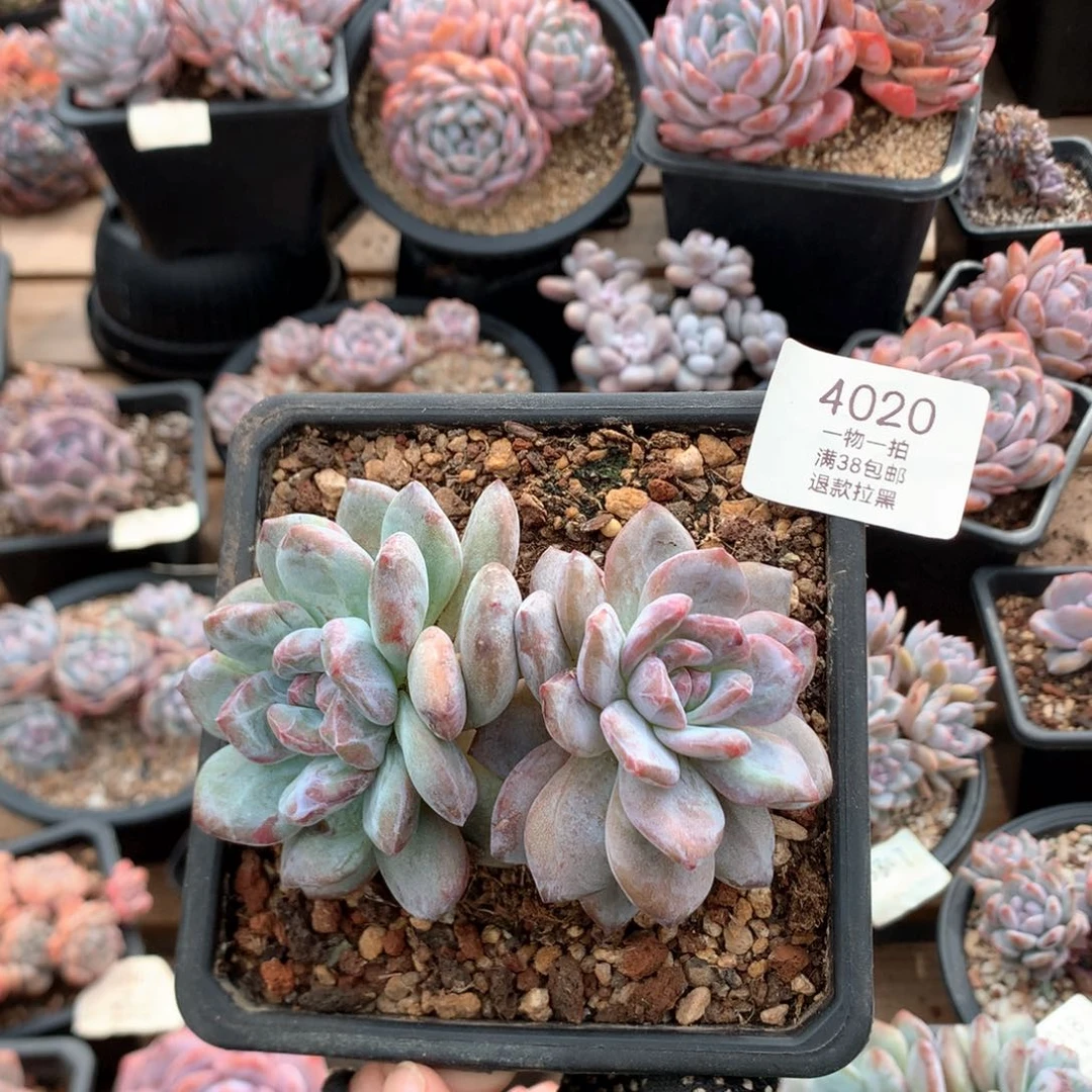 11厘米双头星影石化两颗4020