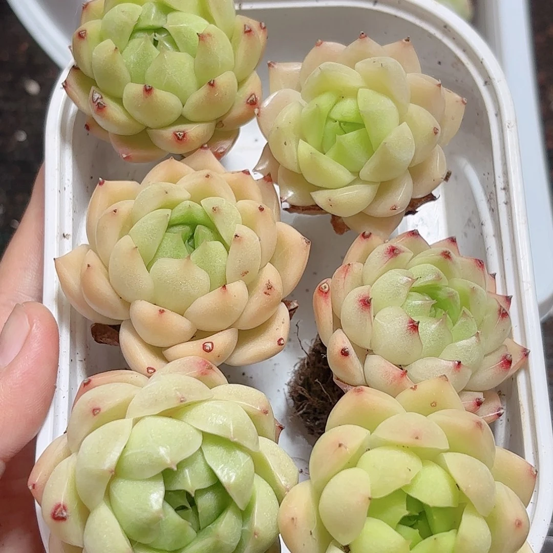 如图品质麦秆成品 6颗 新疆西藏内蒙不发货