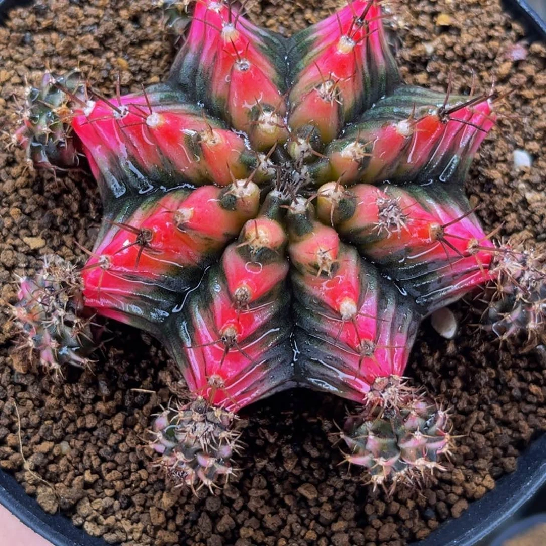 龟甲粉红猫眼 大母本 侧芽可出 米哈仙人球