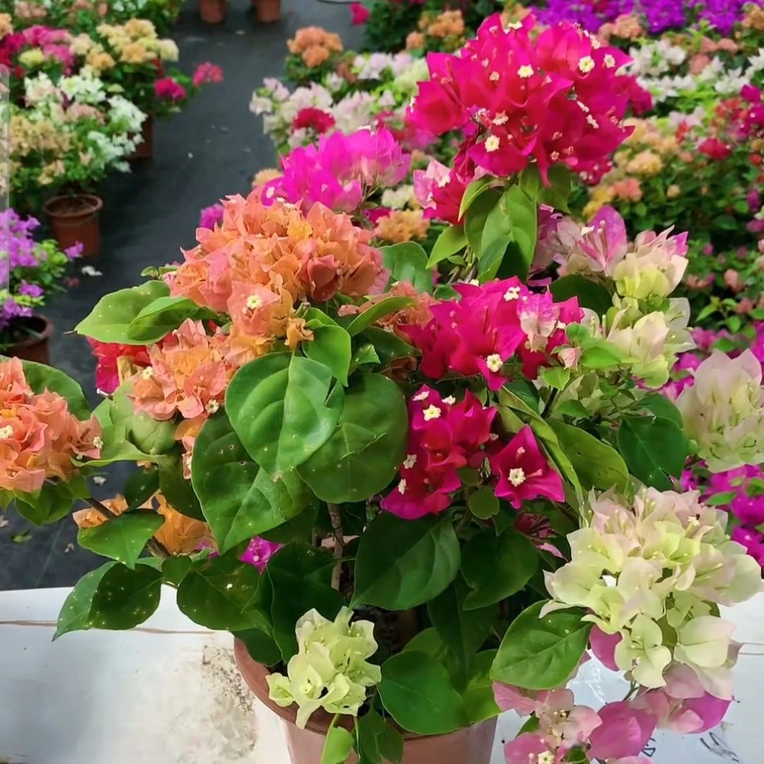 量拍3棵自选清场价彩色三角梅3个品种勤花一起发