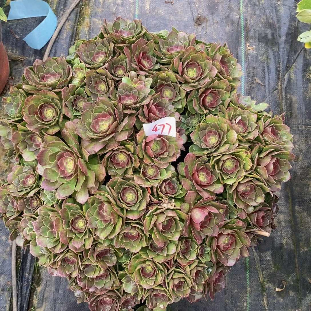 生***络477多肉法师植物万圣节