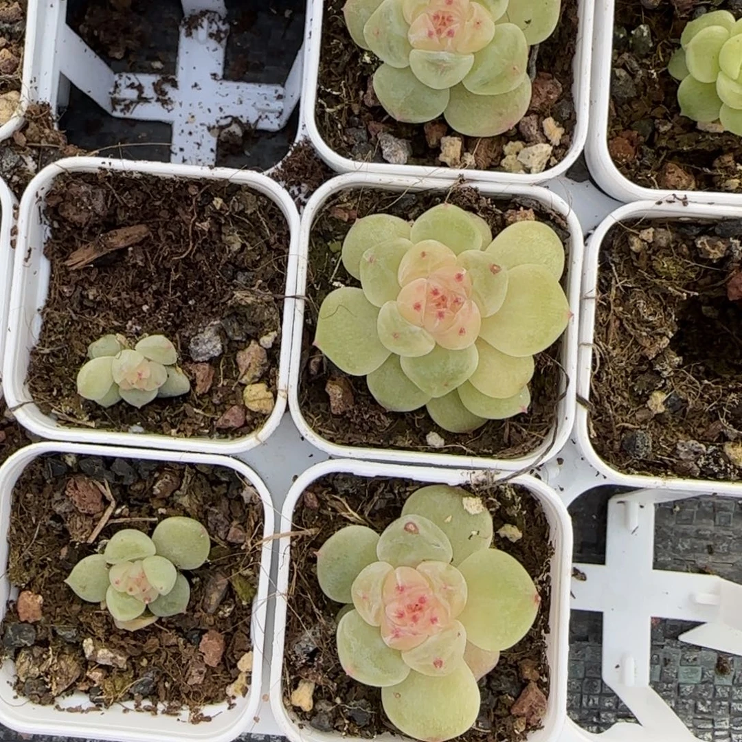 PC1 盆3床一个满25包邮