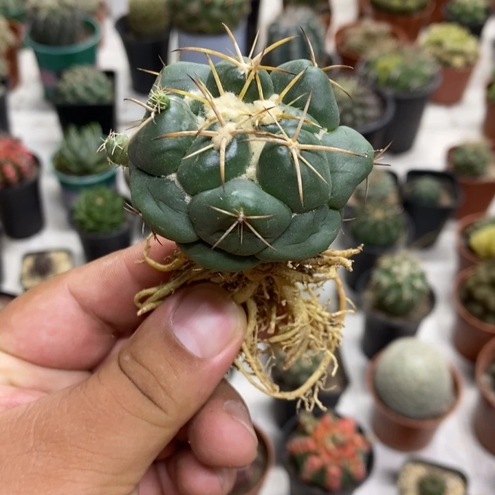 实生安宅象牙特价