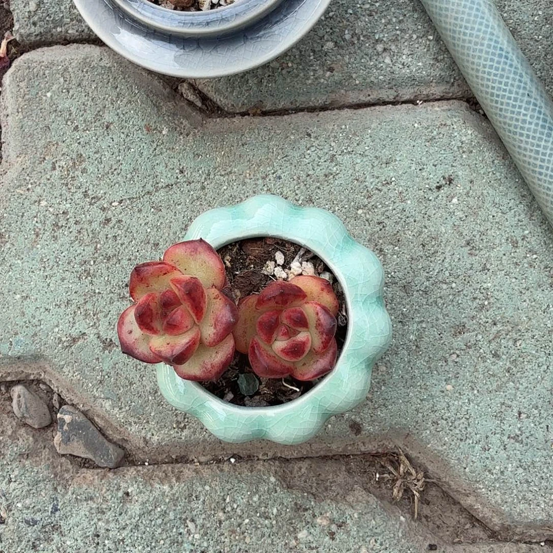 蛋***乐TM带盆多头植物绿色