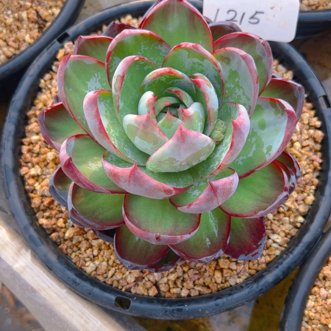 艾**?惊鸿仙子一物一拍1215号