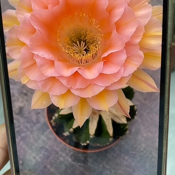 彩草梦幻侧芽3公分左右