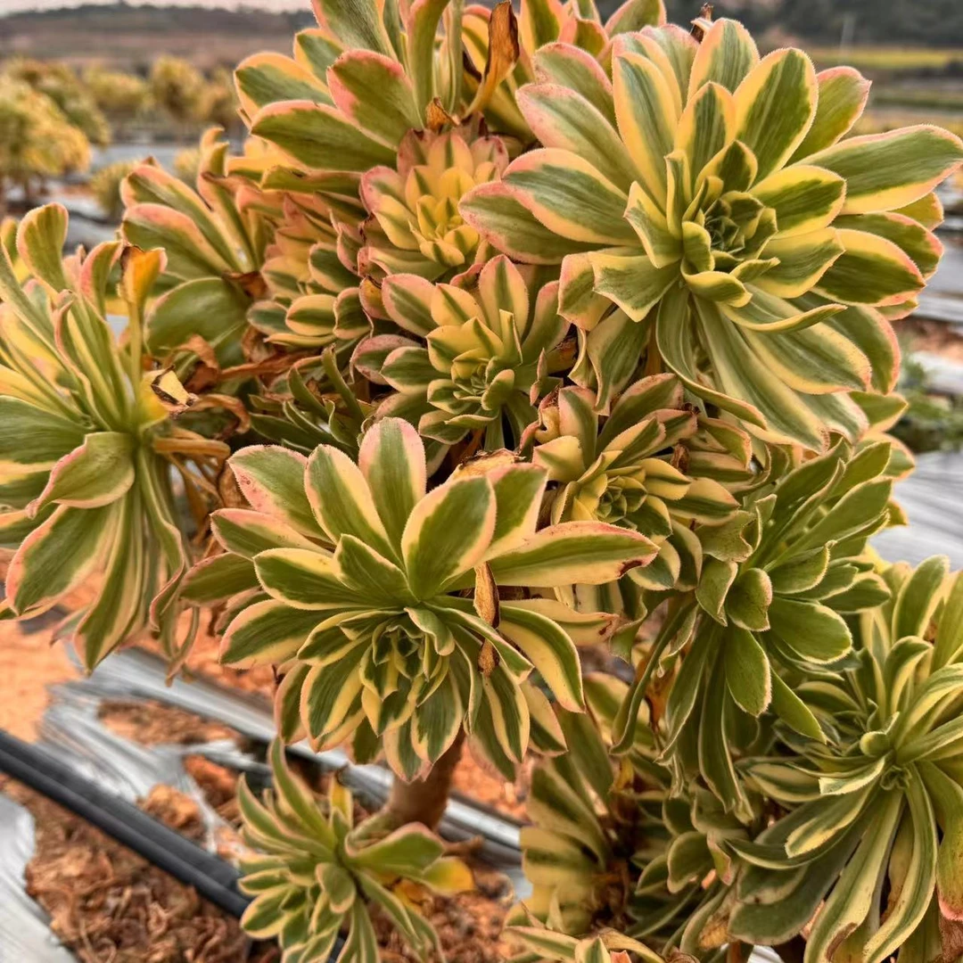 零花钱多肉    地栽艳日伞法师      多肉植物