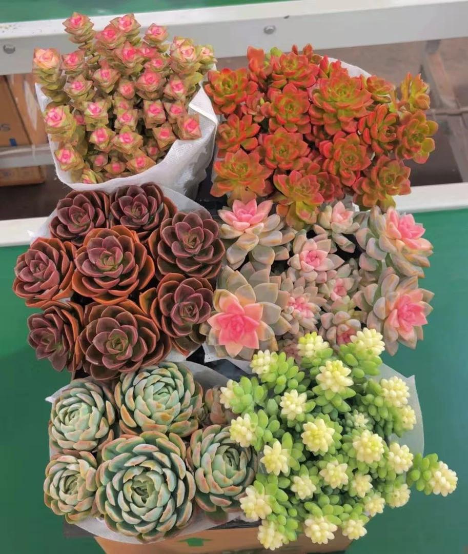 全家福满满一箱6大盆精品高品质多肉云南昆明基地直发带盆带土