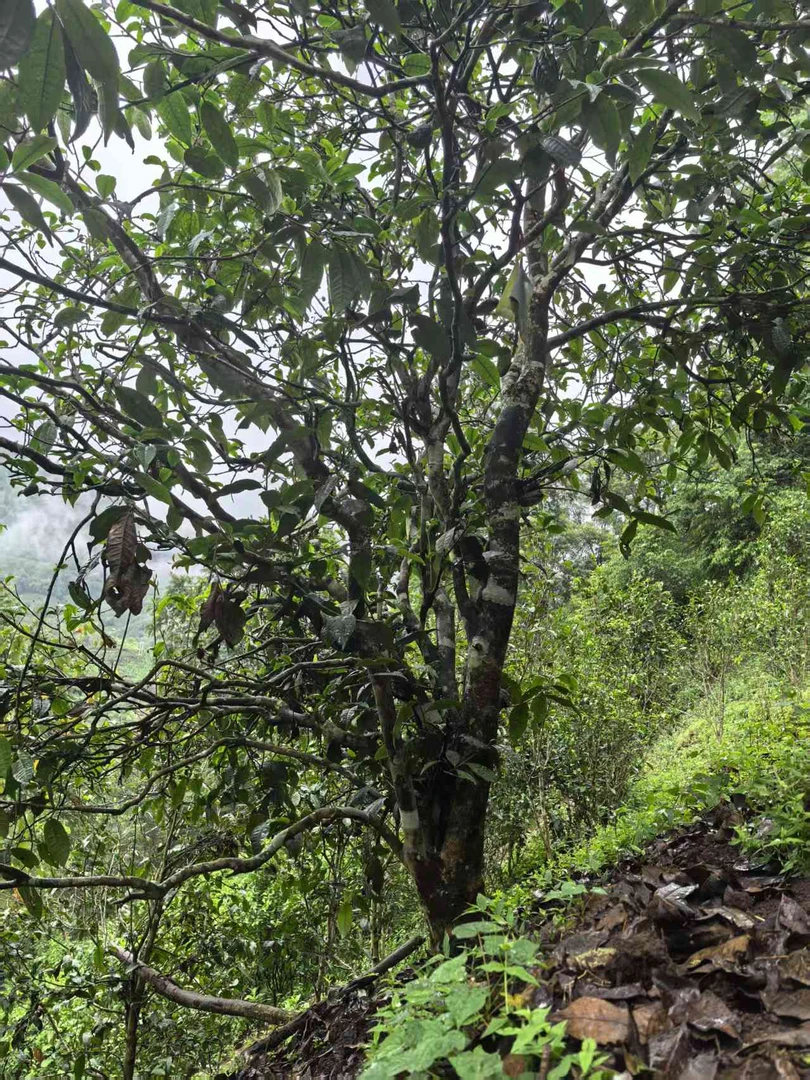 2025年冰岛头春古树散茶