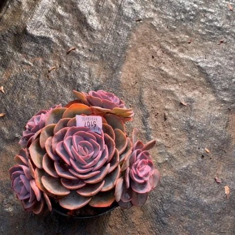 用****55107尘埃玫瑰多肉