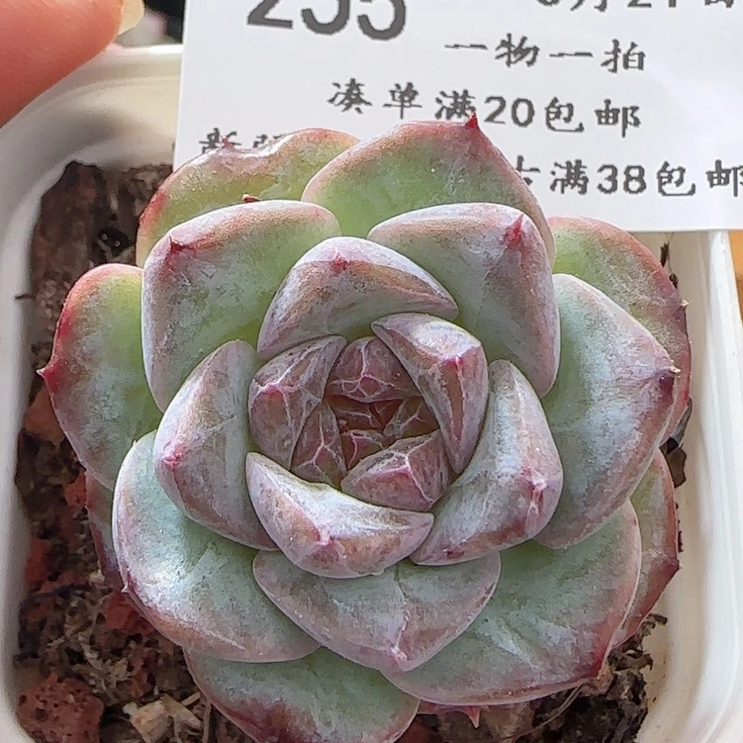 多肉0621-255紫糖心糖心