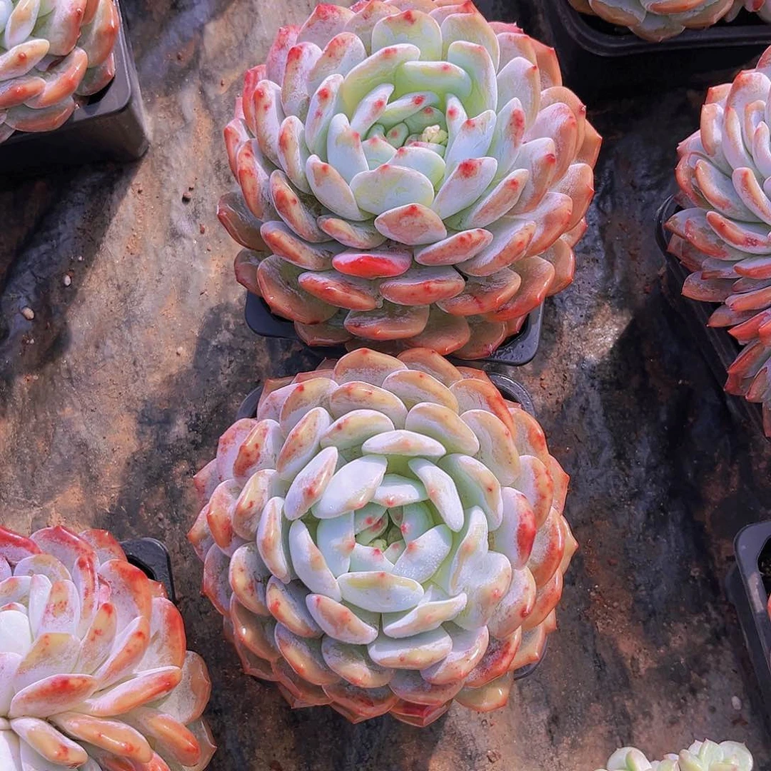 橙梦露13公分起99999999999