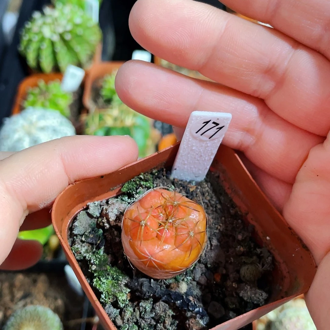 2.2cm非偏远地区满25包邮仙人球裸根