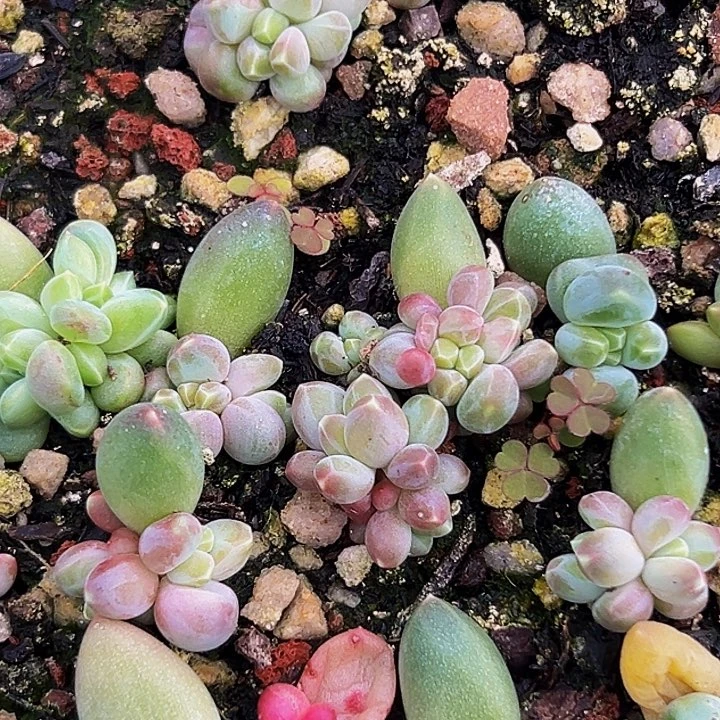 30棵美人系多肉植物