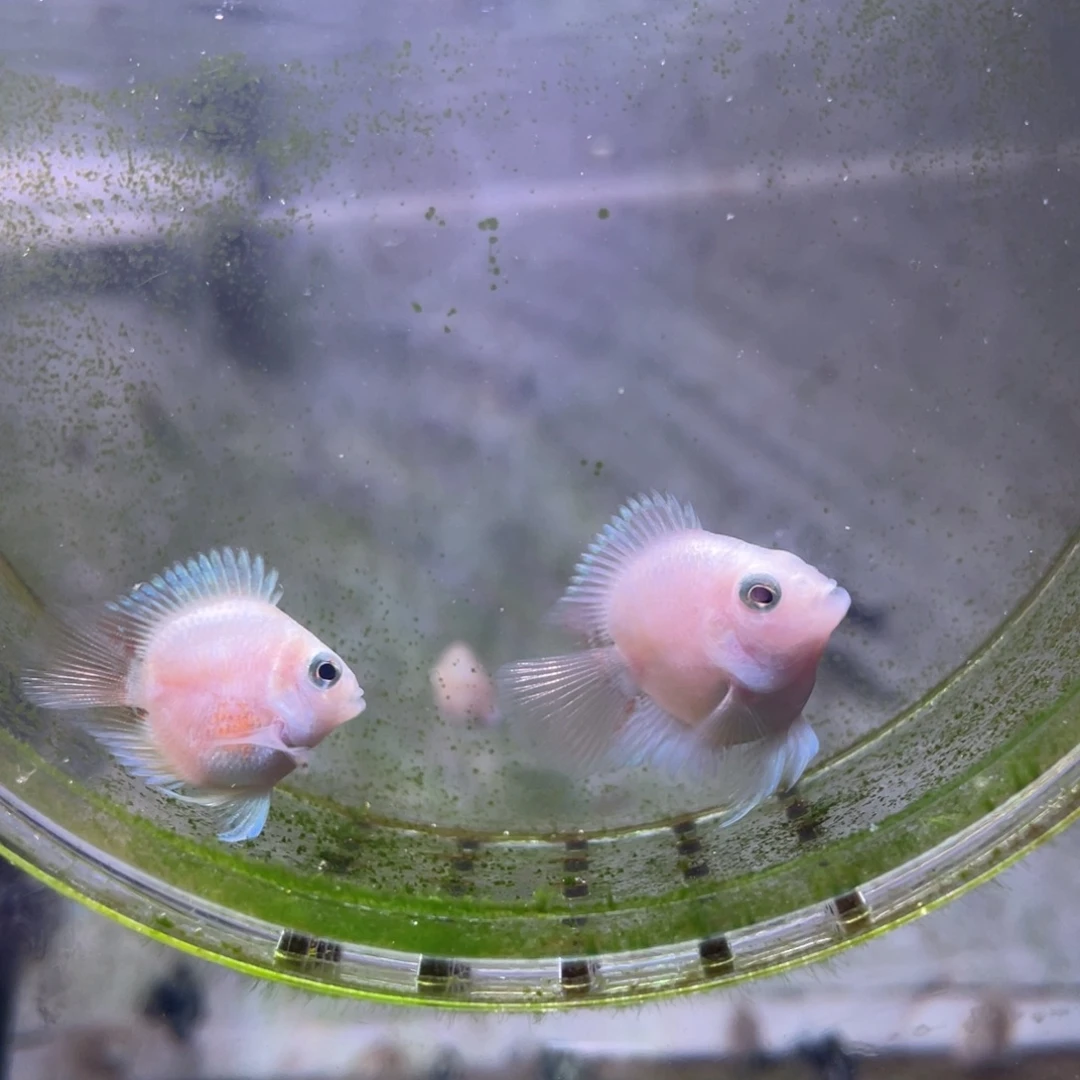 鹦鹉鱼桃心胭脂粉一对