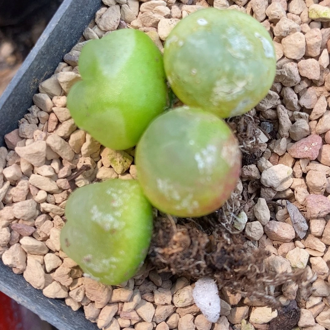 2311拉登有瑕疵一颗。