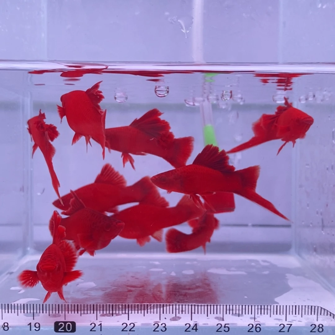 红剑鱼高鳍红剑亚成4公6母