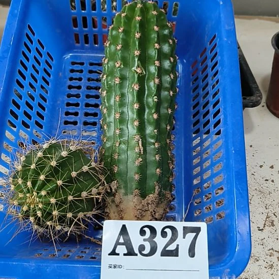 当前无花栽培后可以开花327