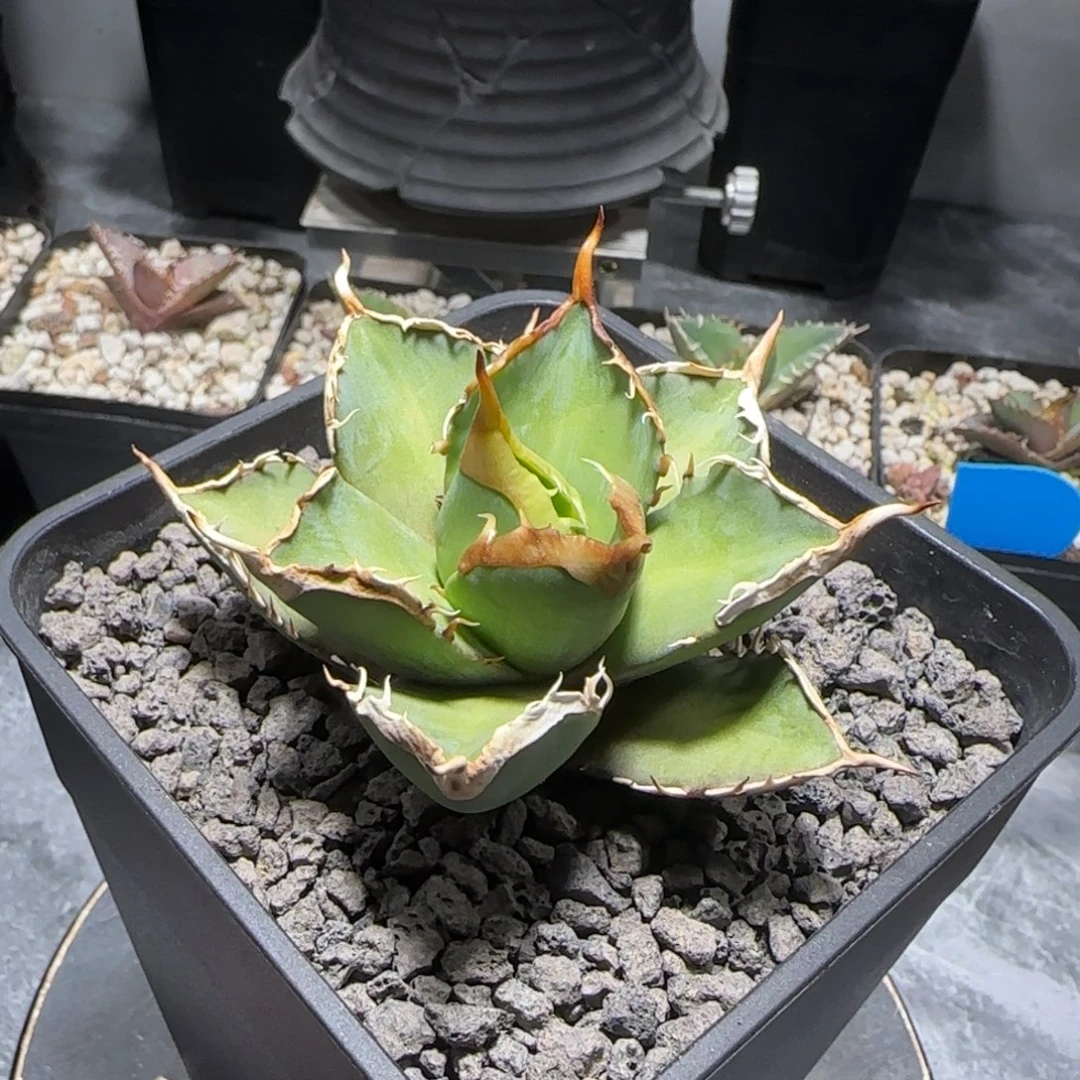 变异连刺红猫仁王冠龙舌兰