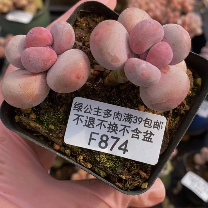 蛋黄奶双头87多肉植物