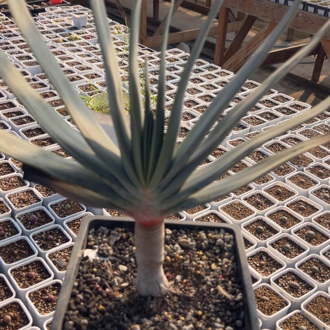 C*?121多肉植物百科知识