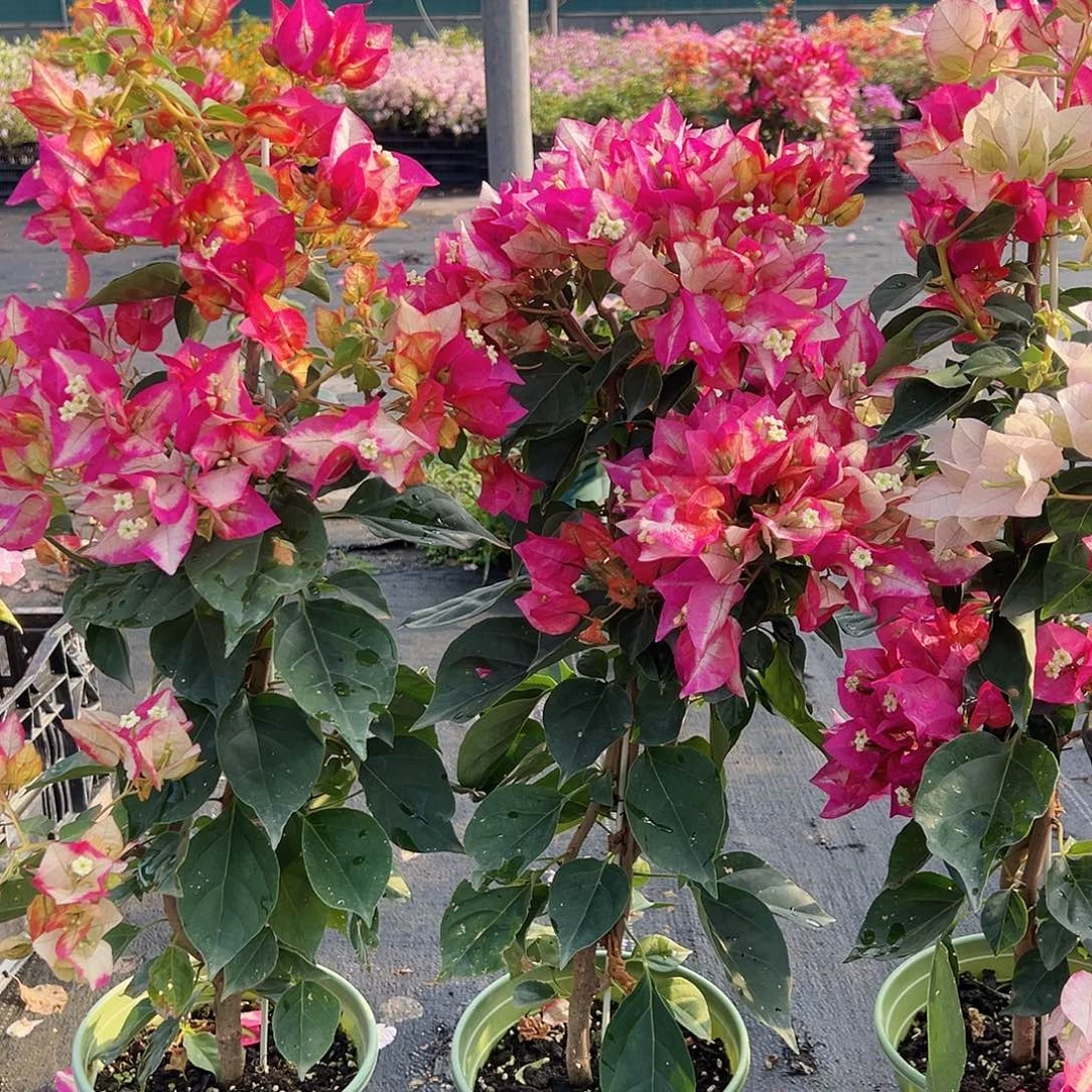 大部分花苞少量开放金娆带竹一颗