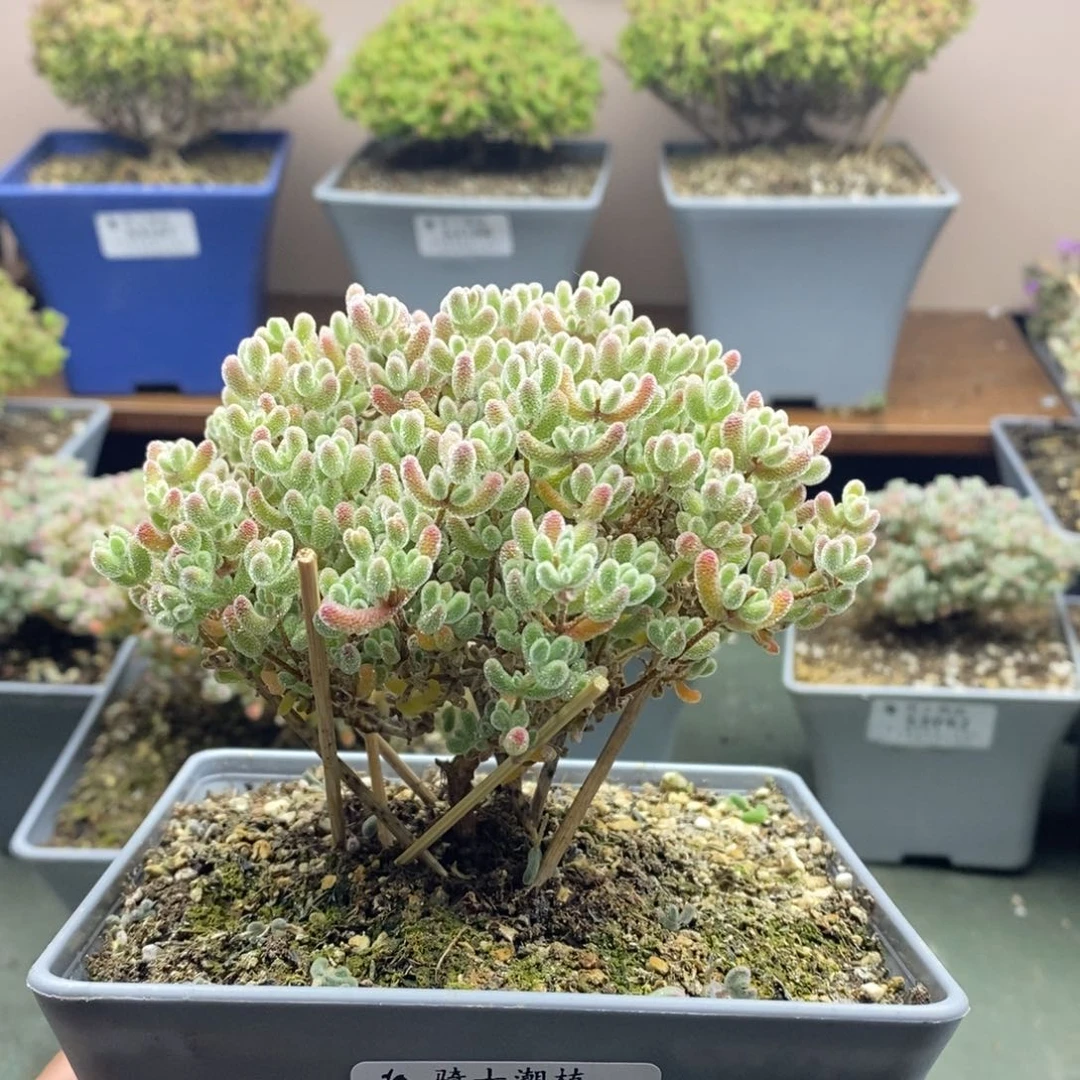 橘*3192优选冰晶枝干