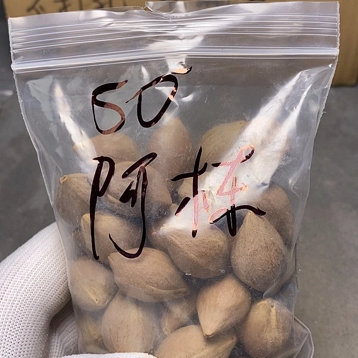 橄榄核手串/手链阿*999999999999999