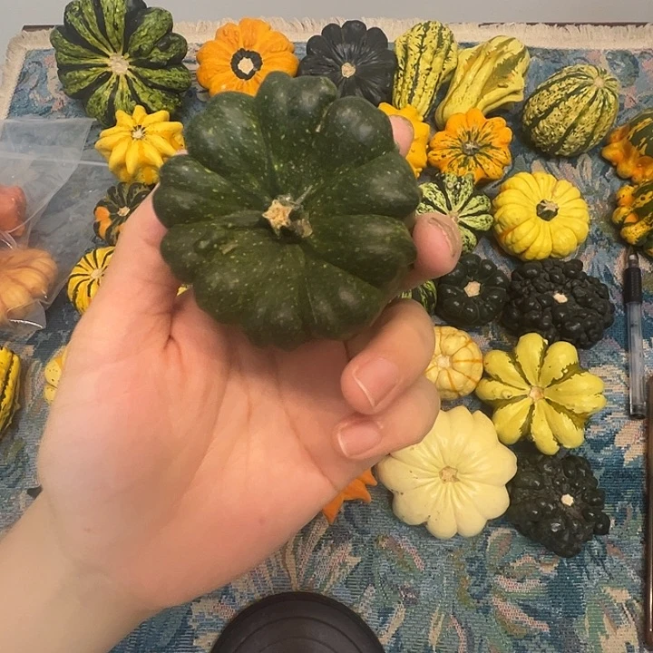 墨西哥葫芦小绿罐