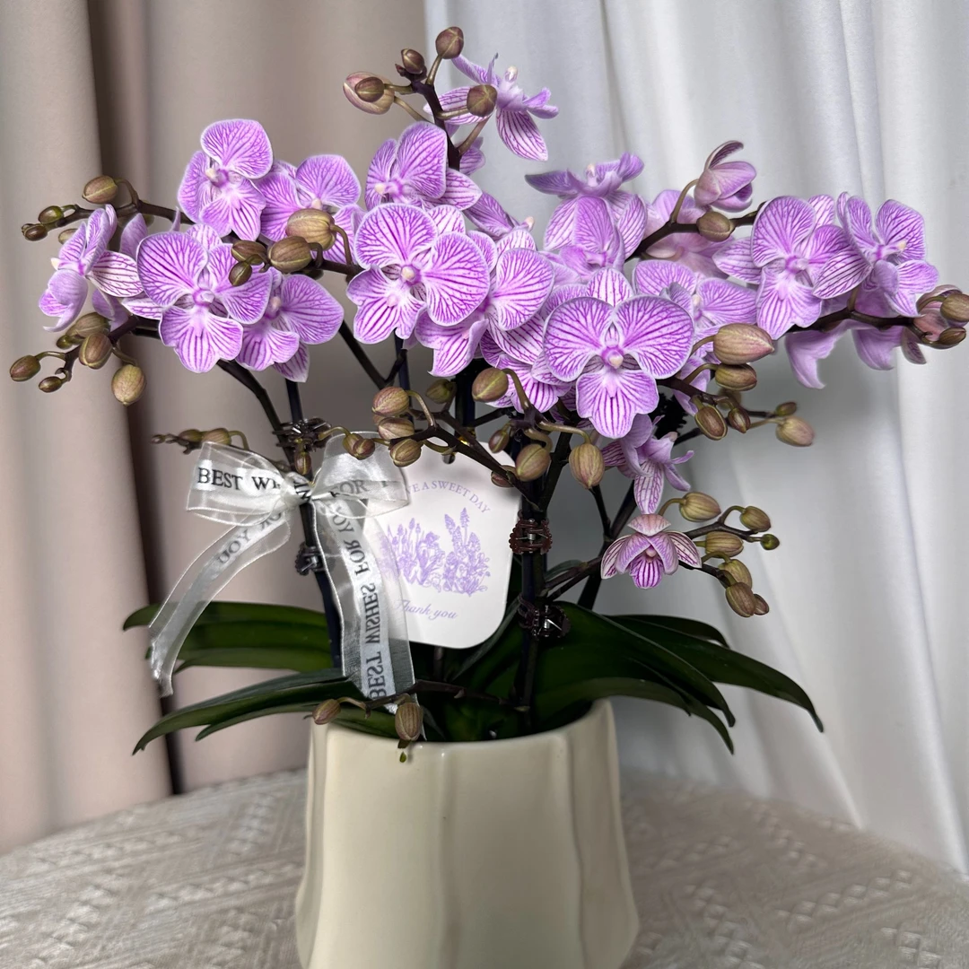 花悦里【樱花】带花带侧枝 室内花花  广州花卉源头基地