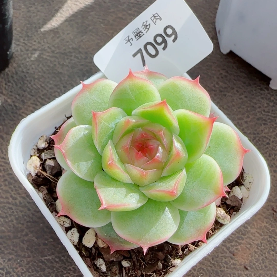 薄荷，7099多肉植物