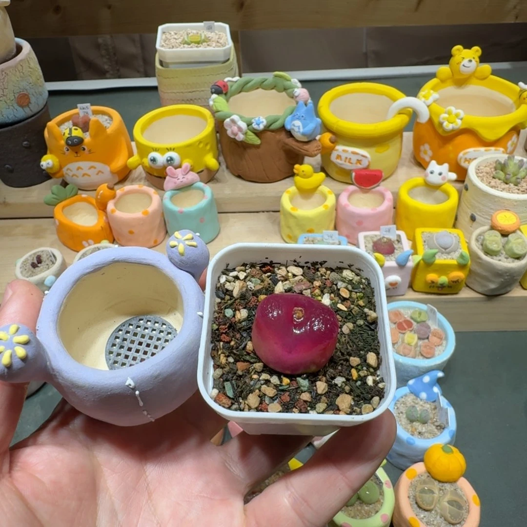 红陶Q*蘑菇569毛汉尼