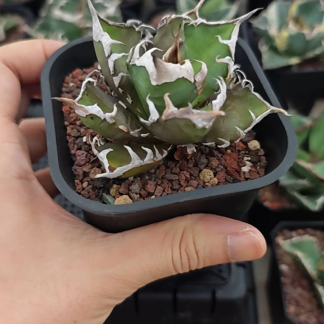 红猫仁王冠龙舌兰