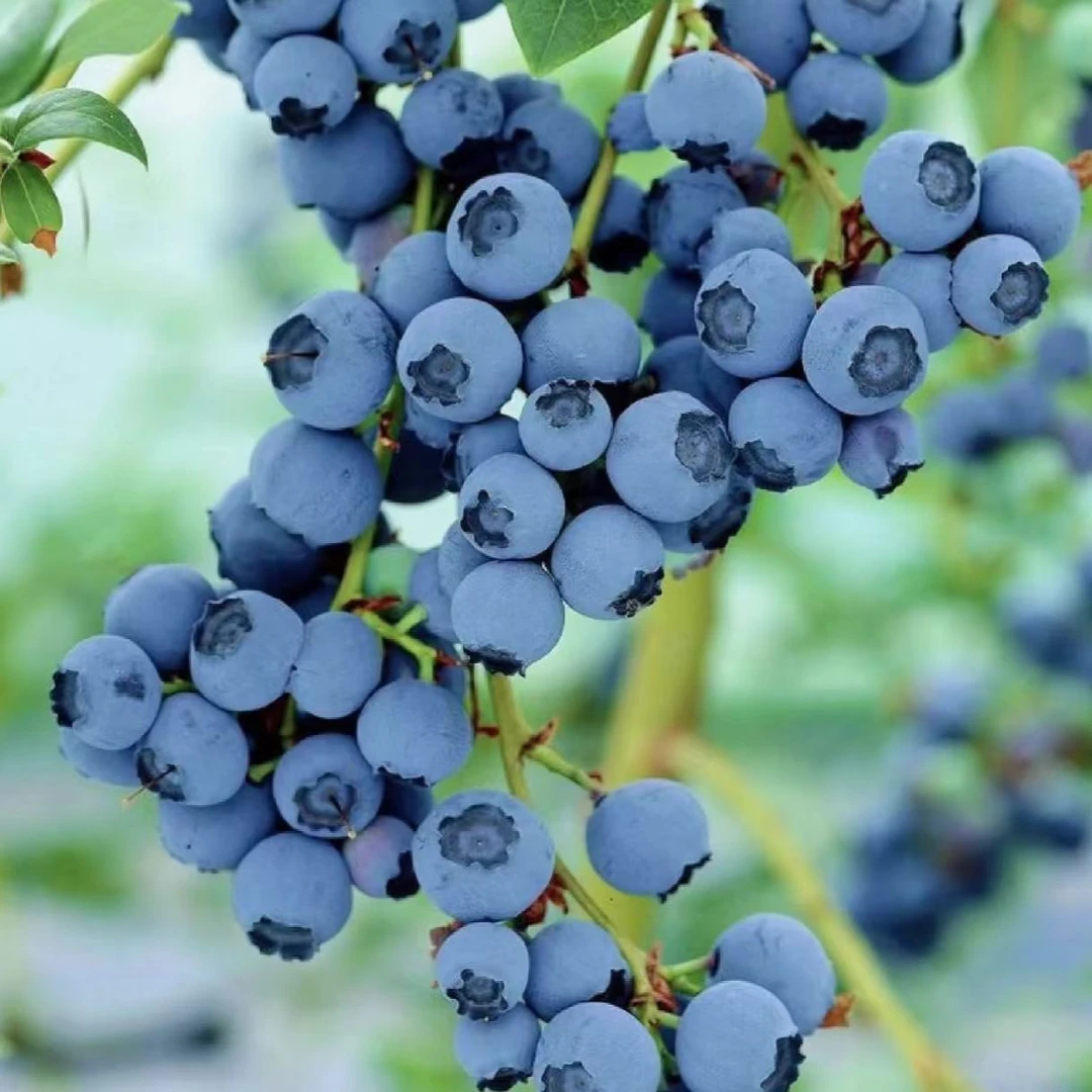 【澄江蓝莓巨无霸】云南抚仙湖F11正宗蓝莓22+mm新鲜采摘产地直发