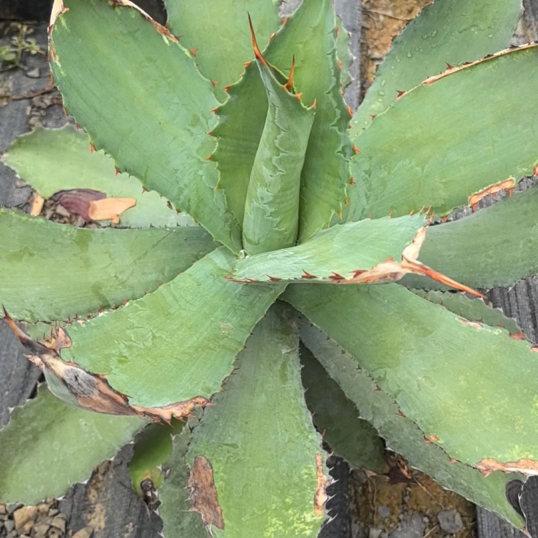 好*铜刺12333550846663325