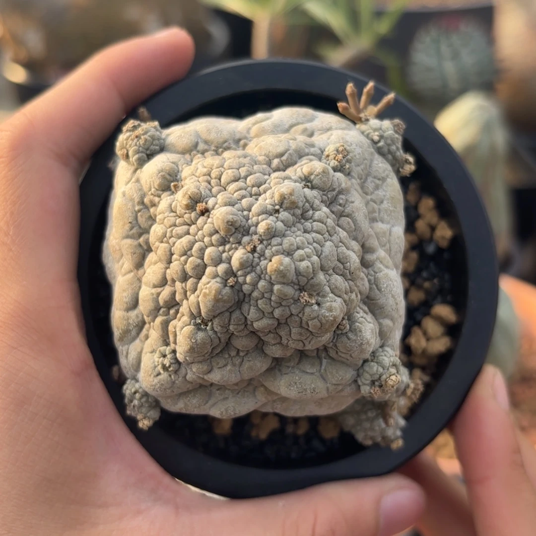 完全开放哥斯拉白色宝塔凝蹄玉g