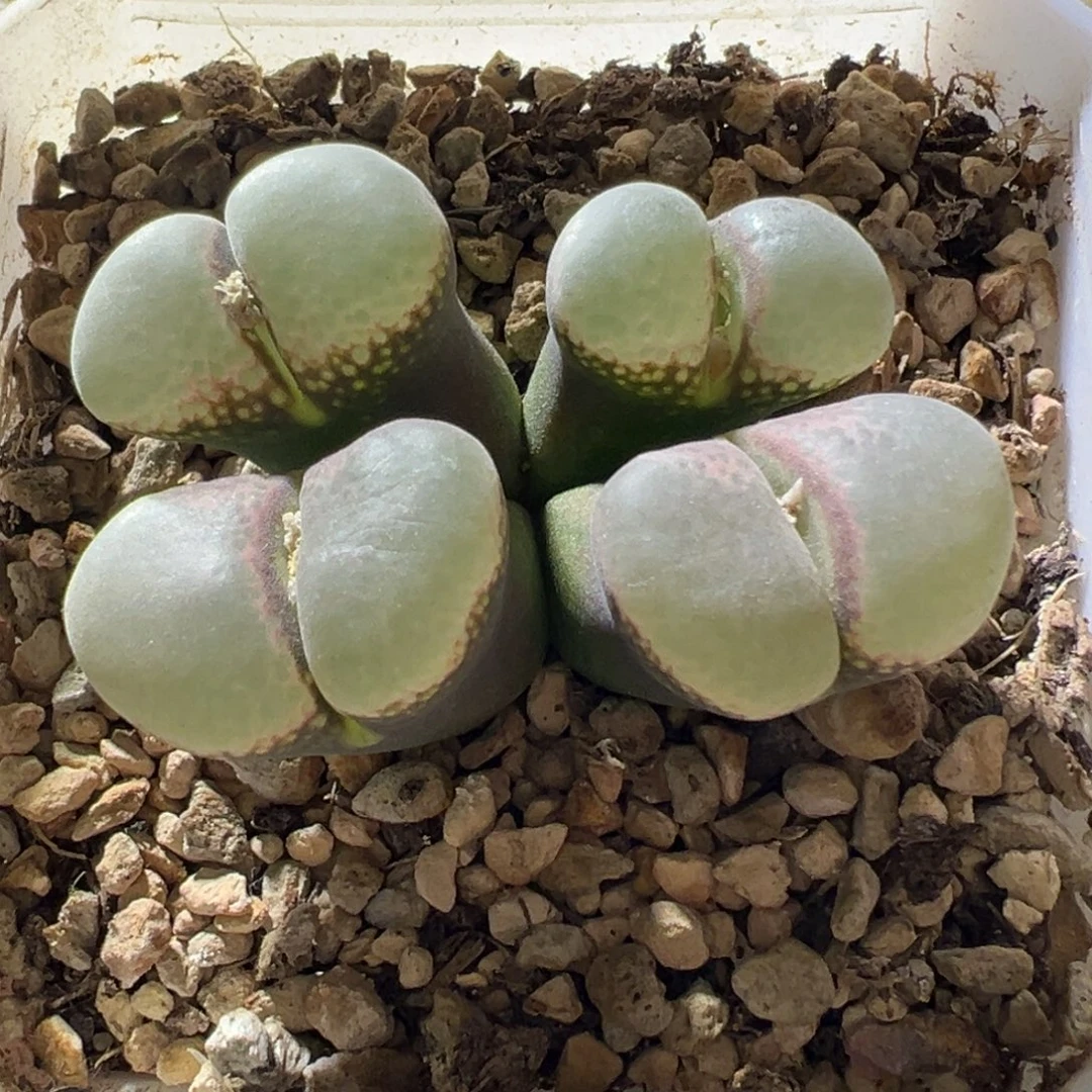 紫体白窗翻窗母本 14