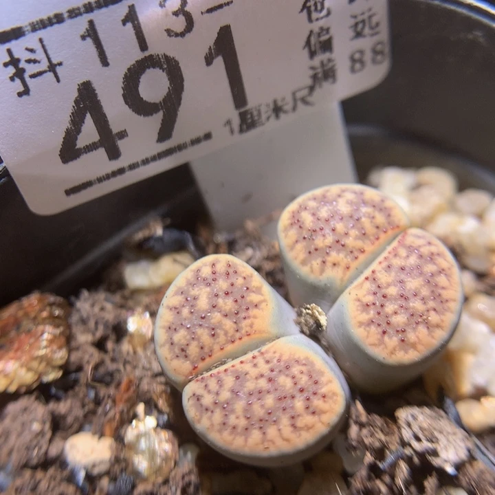 精品生石花113.491