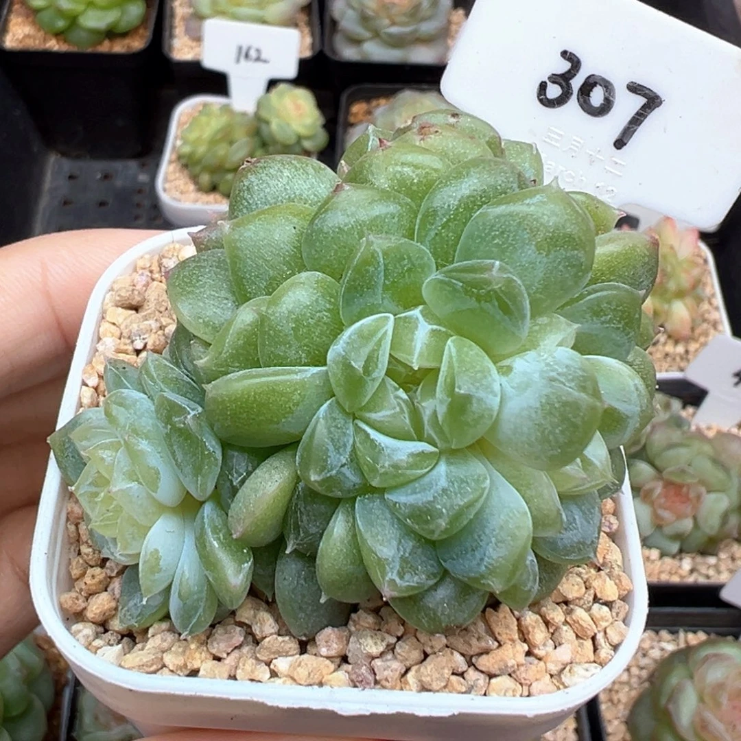 307号泼天富贵4头