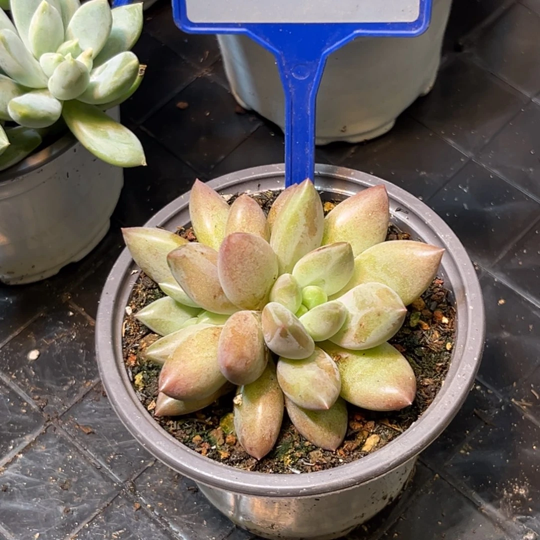 多肉植物彩体水晶球197
